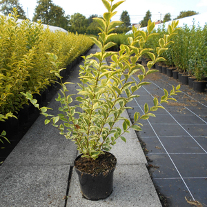 Ligustrum Ovalifolium Aureum Yellow/Golden Privet Hedging Plant